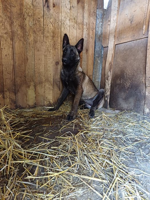 Ciobanesc Belgian Malinois