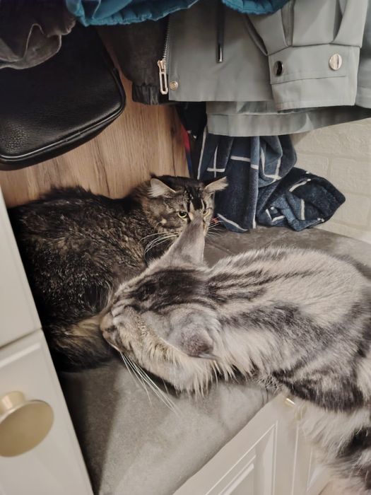 Котята мейн куна