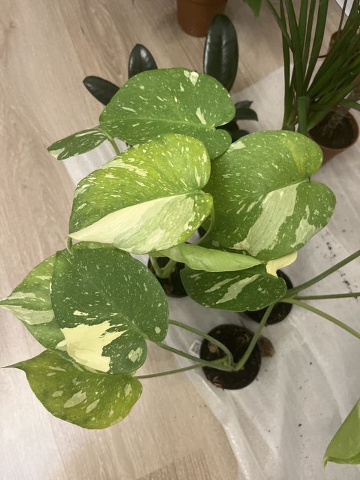 Комнатные растения