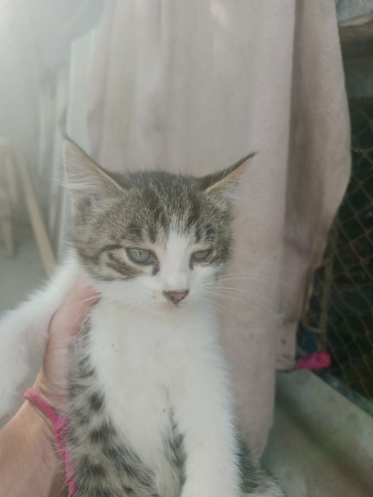 Котята,2мес,мальчики и девочки