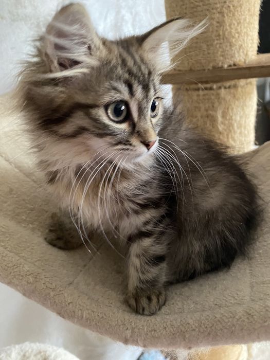 Norvegiana de padure ,fetita !