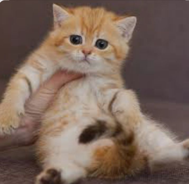 золотая табби британка