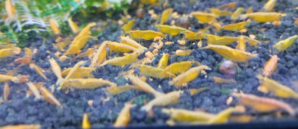 Creveți galbeni / Creveți yellow acvariu