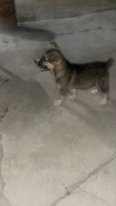 Отдам в добрые руки