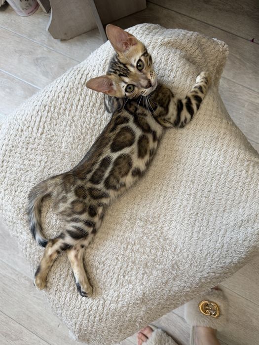 Котенок мальчик с родословной