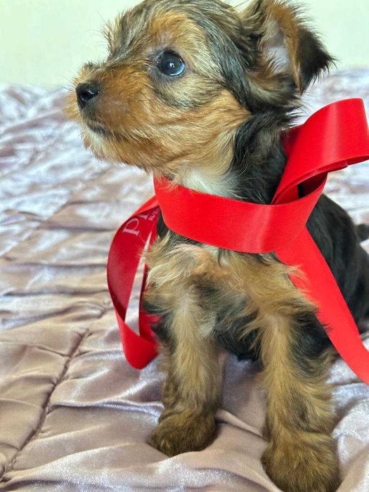 Кученца йоркширски териер