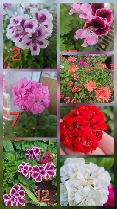 Цветы в Пришахтинске