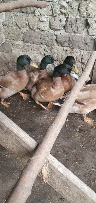 Vânt rățoi khakhi champall