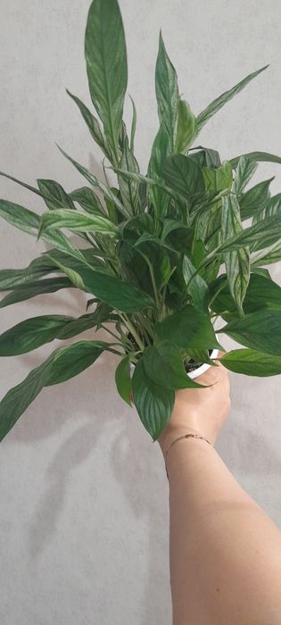 Спатифиллум варигатный