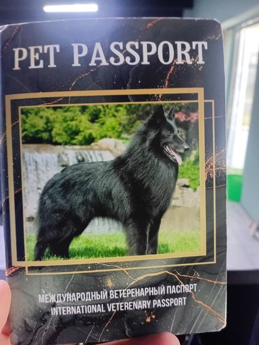 Афчарка российская с двое продаю чёрный жёлтый