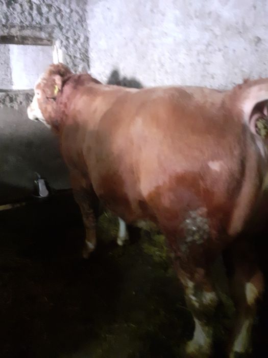 Taur baltat de vanzare