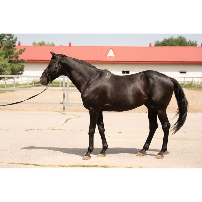 Продам полукровного жеребца