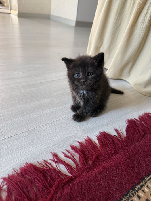 Продаются котята
