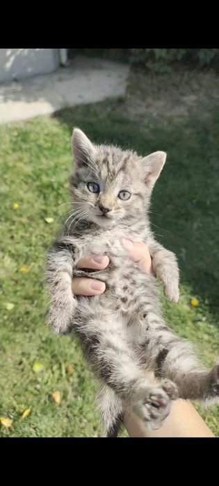 2месячные котята