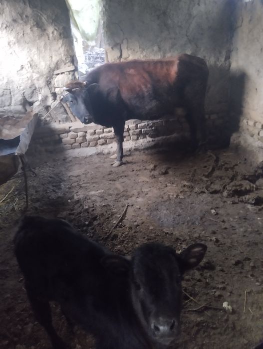 Sigir yaxshi uyni moli