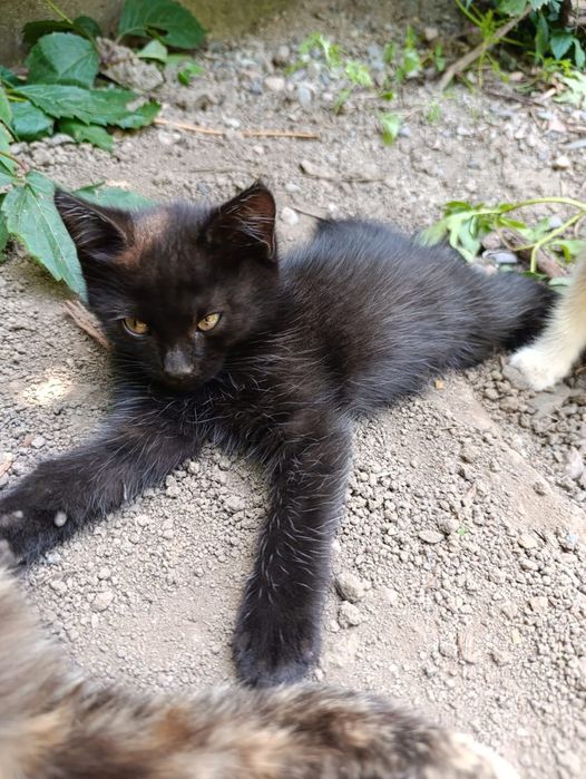 Отдам котят в хорошие руки