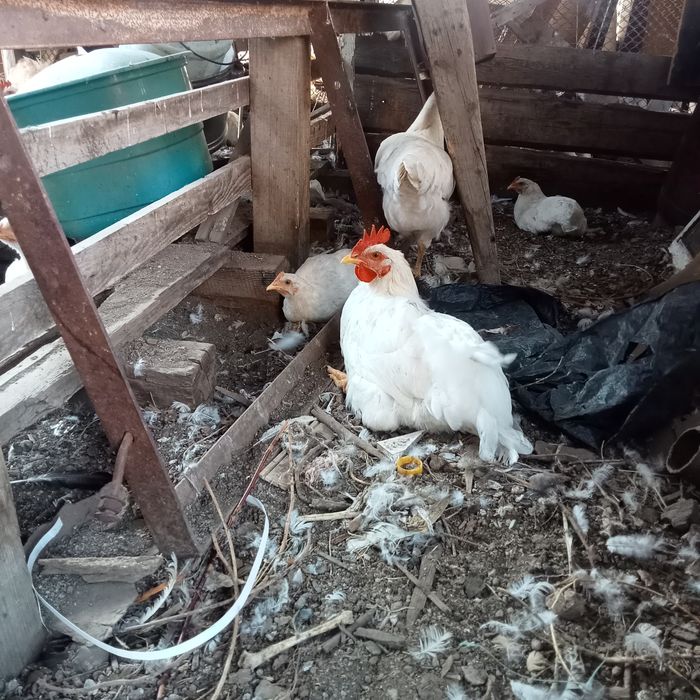 Продам петухов молодых