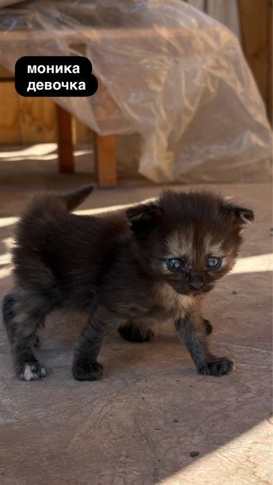 Котята в добрые руки