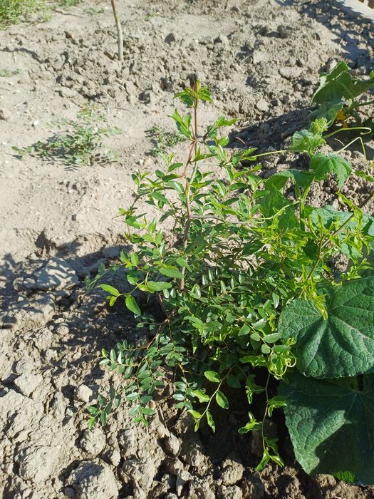 Хинап дръвче растение