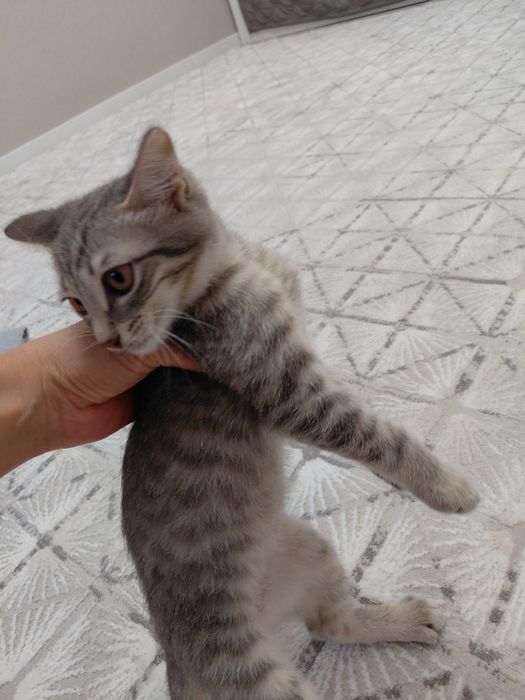 Котик 2 месяца. Шотландской породы
