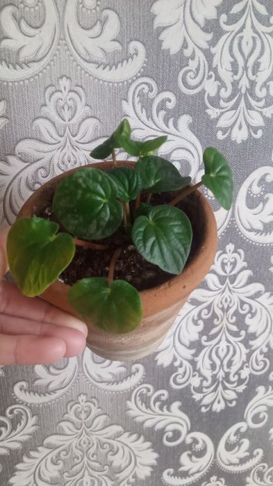 Пеперомия Строманта