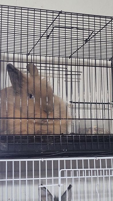 Продаётся декоративный кролик