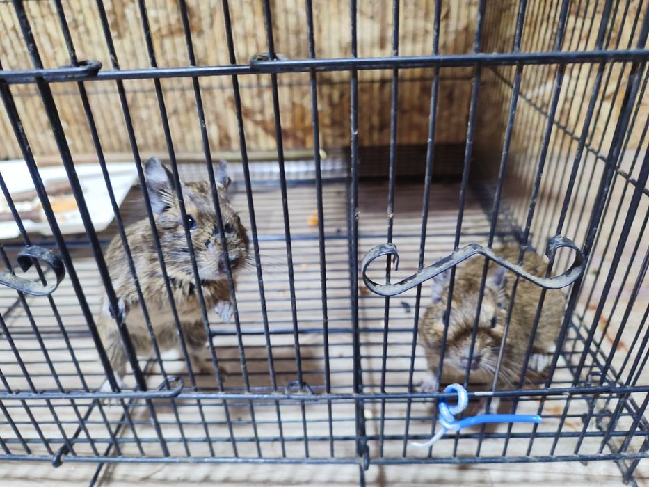 Белки  дегу по 10000 тг