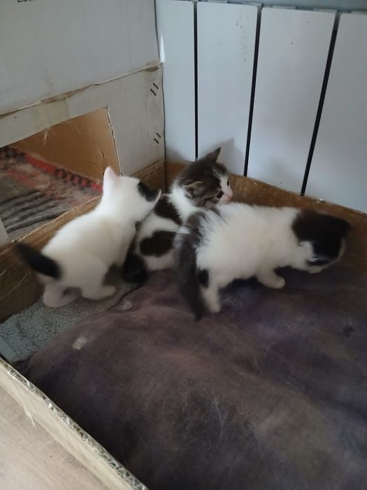 Отдам котят в хорошие руки