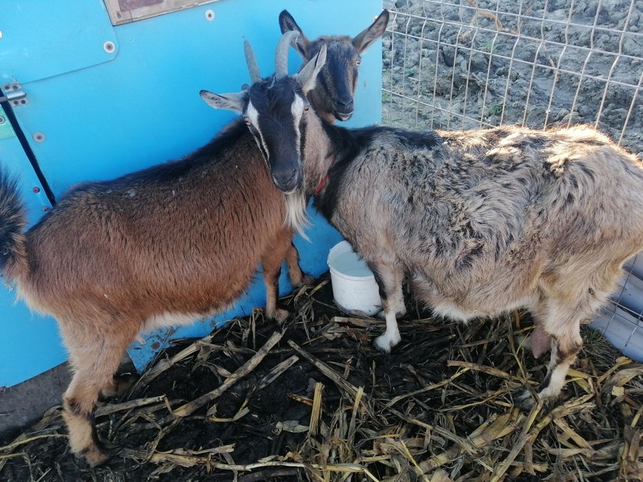 Vând 2 capre bune de lapte preț 2000 bucata