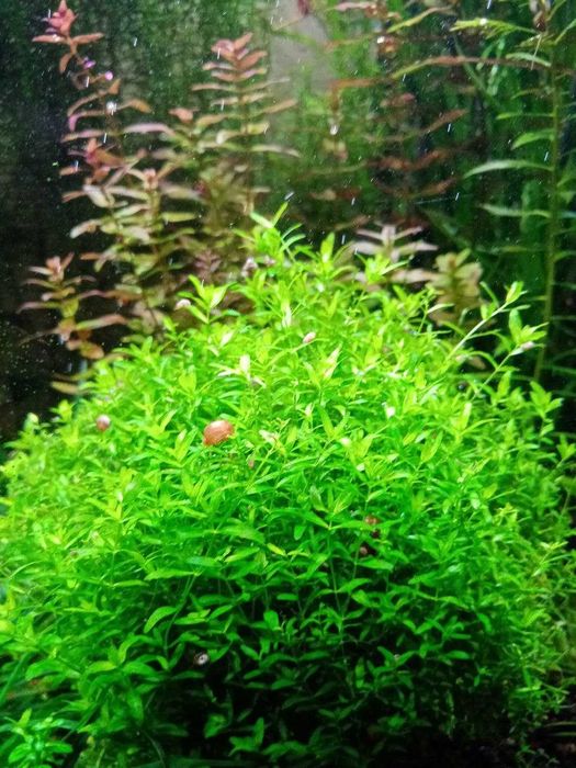 Продам аквариумные растения