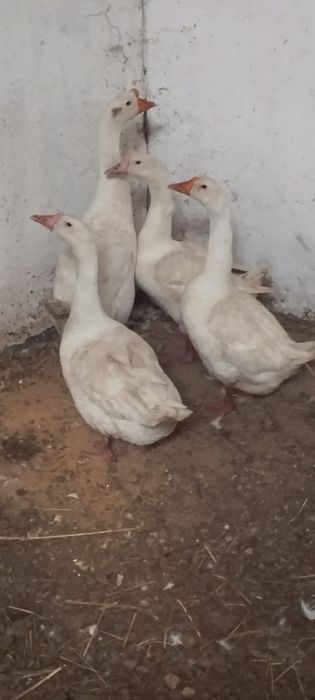 продам гусей, қаздар сатылады