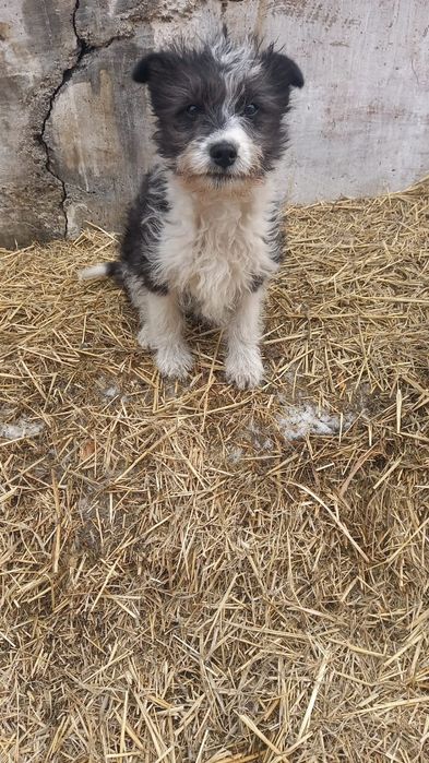 Отдам щенка 3 месяца