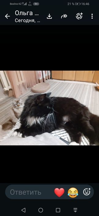 Кошечка бесплатно