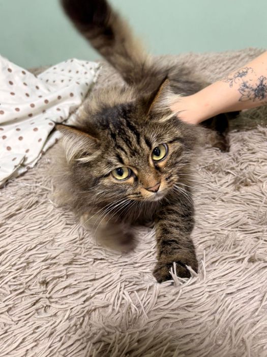 Продам кошку Мейн кун