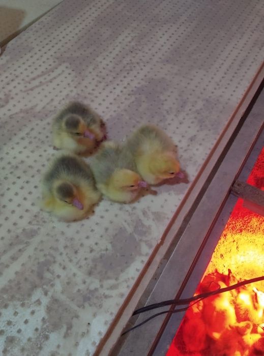 Продам гусят породы Линда