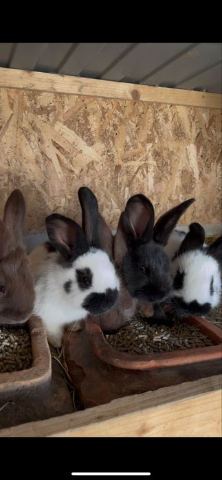 Pui Fluture German de vanzare