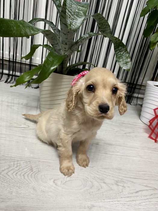 Cocker Spaniel fetita