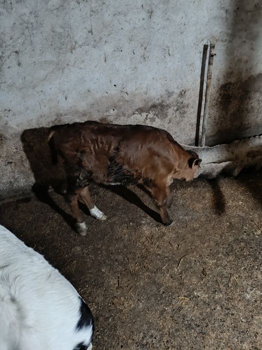 de vânzare 6 viței de rasa