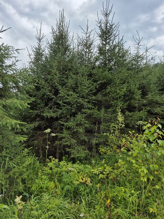 Питомник от ДЕДА предлогаеь: посадочный  материал. Ель сибирская