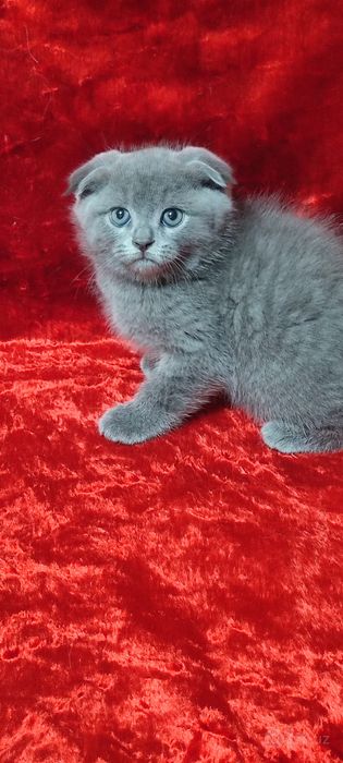 Продается Скотишь фолд