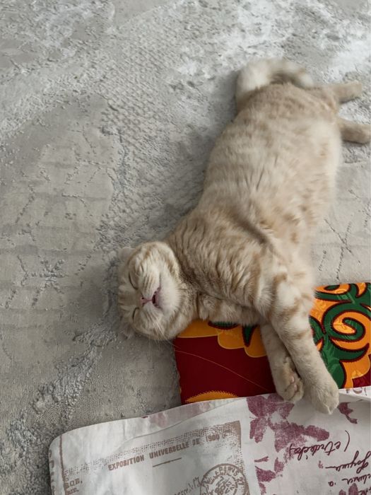 Кошка шотландская