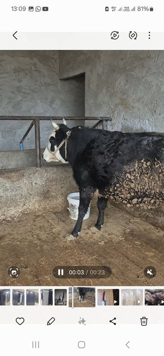 Семыз Кашар сотылады