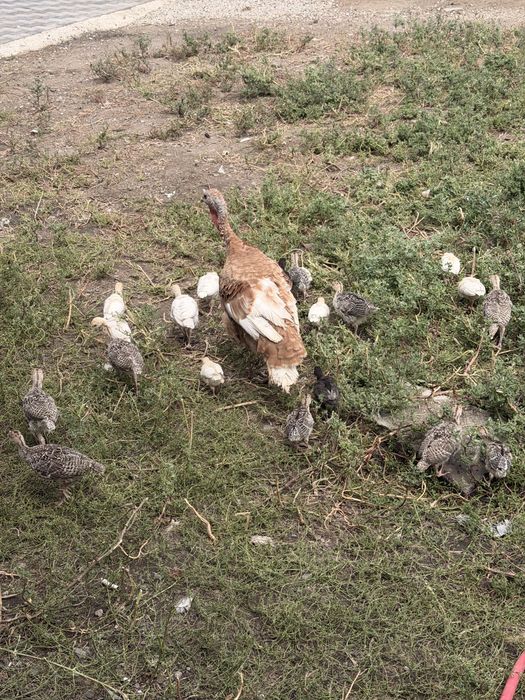 Индюшата индюк индюшка