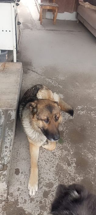 В добрые руки овчарка