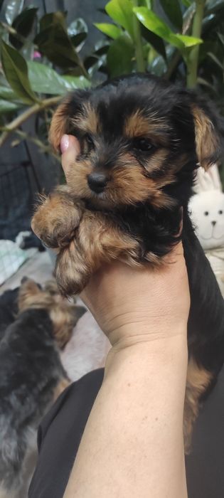 Йоркширски териер (без родословие)