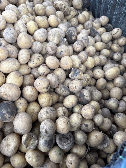 Vand cartofi pentru animale