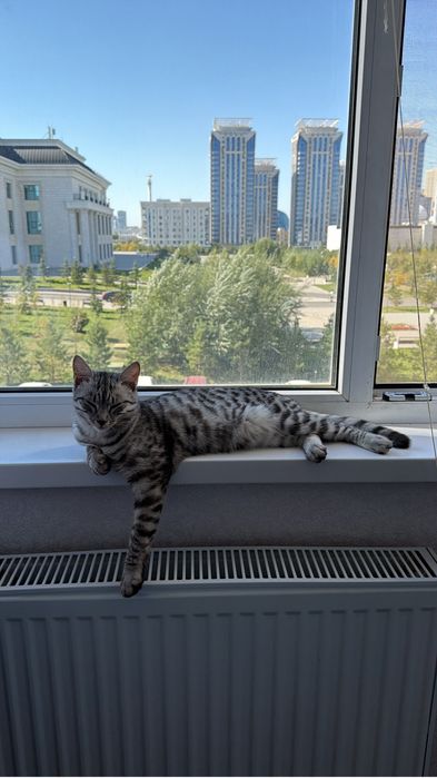 Отдам кошку в добрые руки