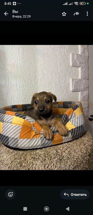 Щенки с приюта бесплатно