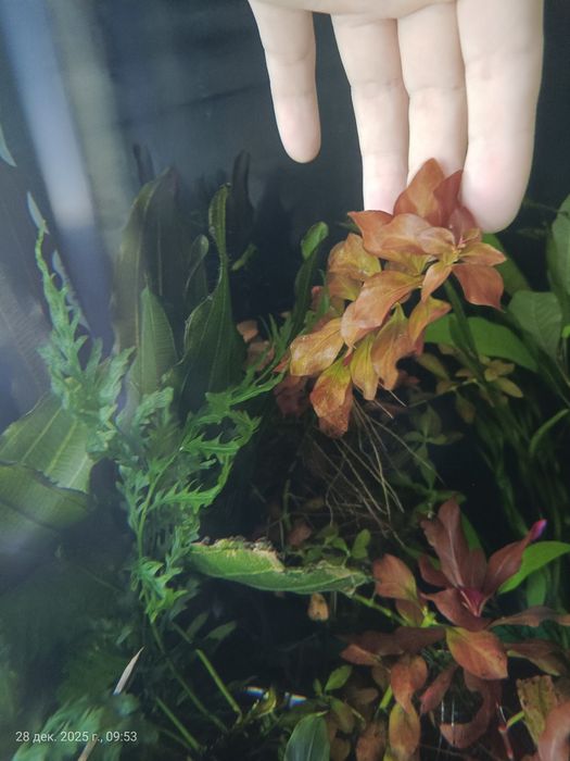 Растения для аквариума