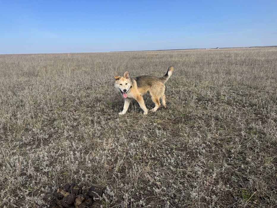 Даром, в добрые руки щенка лайки 5 мес